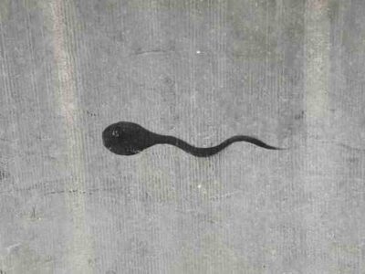 Semen: Now That’s Seminal Image